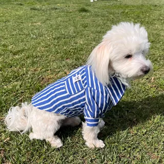 Shirt Pet