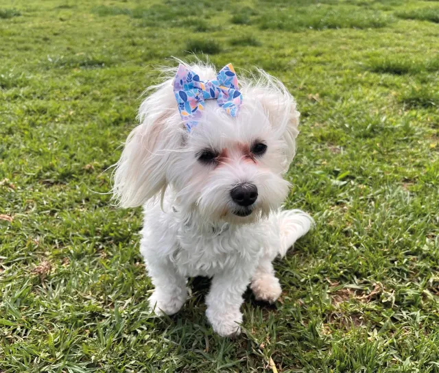 Ribbon Pet