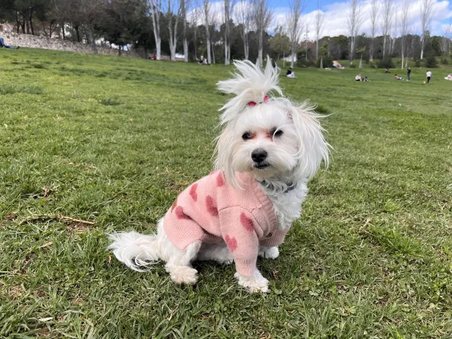 Cardigan Pet